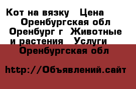 Кот на вязку › Цена ­ 500 - Оренбургская обл., Оренбург г. Животные и растения » Услуги   . Оренбургская обл.